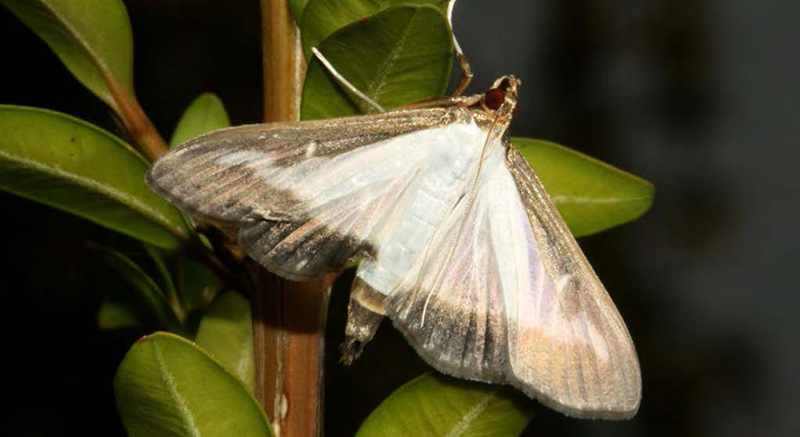 Adult Box Tree Moth